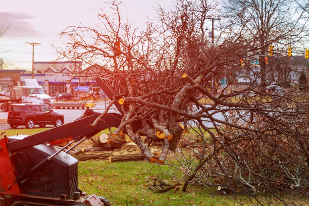 Best Tree Trimming and Pruning  in Johnson City, NY