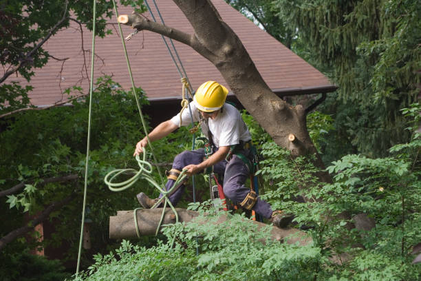 Best Tree Disease Treatment  in Johnson City, NY
