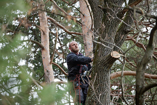 How Our Tree Care Process Works  in  Johnson City, NY